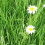 Oxeye Daisies are springing up.