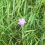 Corncockle growing in the Meadow