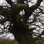 Owls welcome in either of the boxes in the aincient oaks.