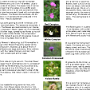 Our Meadow Flower selection was made in conjunction with Natural England